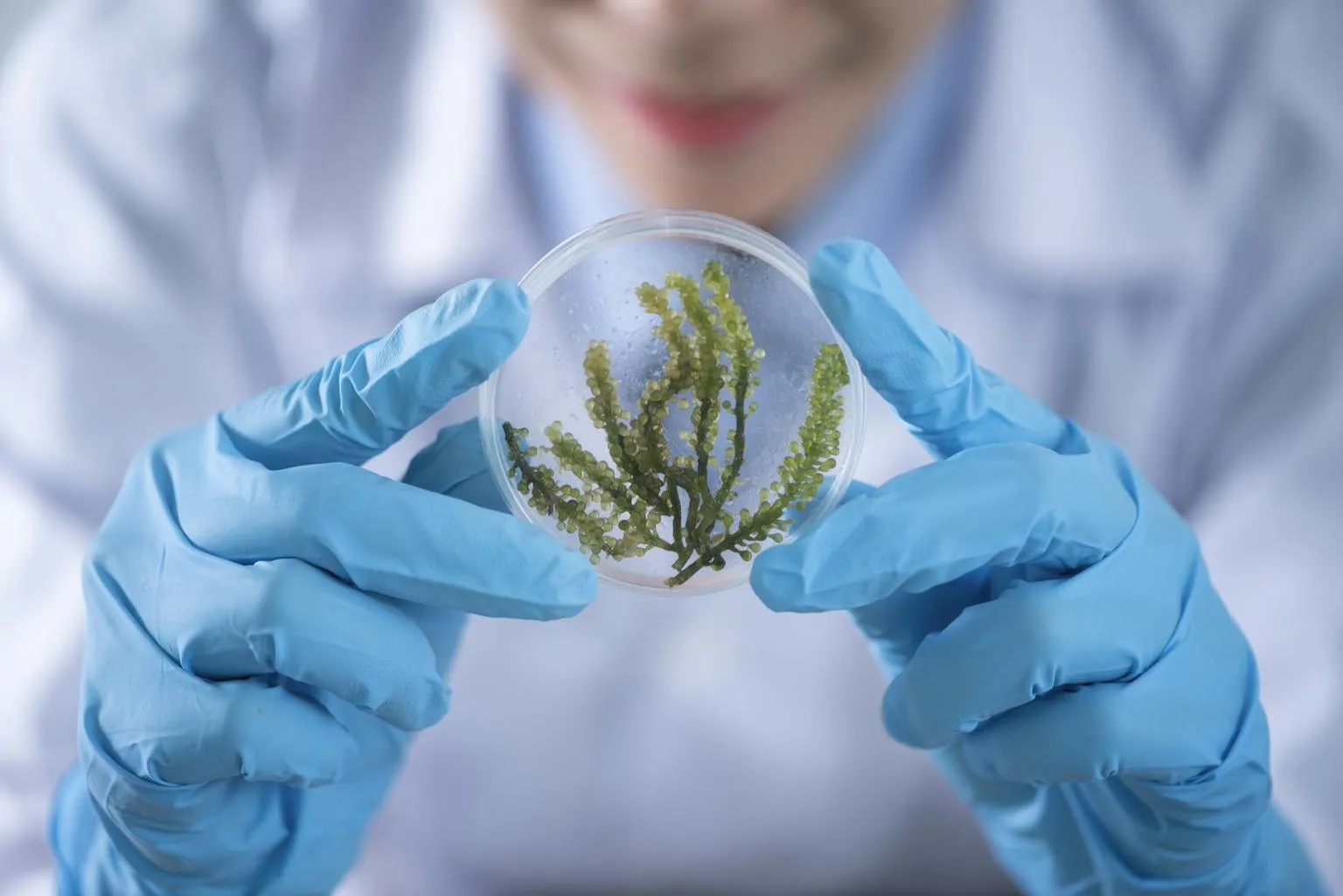 Researcher holding a seaweed sample in a laboratory